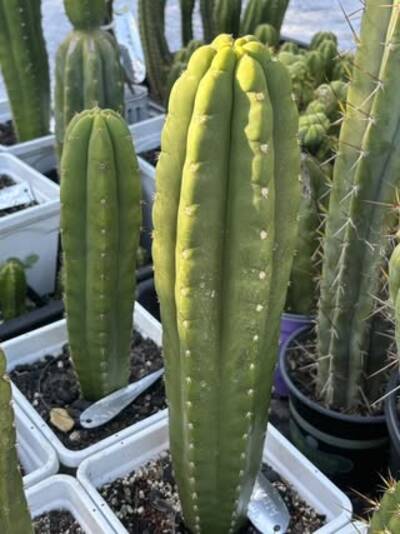 Addington - Trichocereus San Pedro cactus clone photo 2