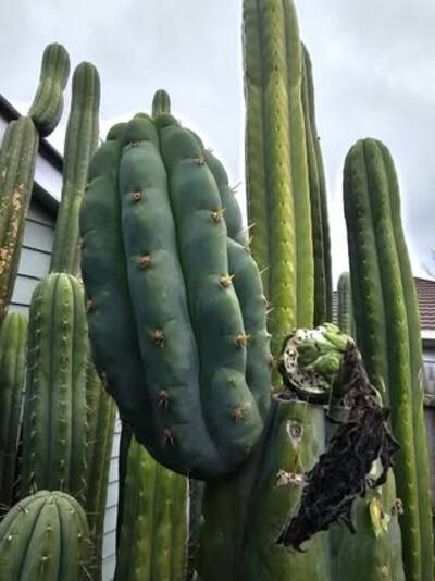 Addington - Trichocereus San Pedro cactus clone photo 3