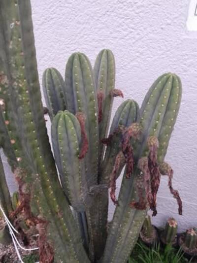 Addington - Trichocereus San Pedro cactus clone photo 4