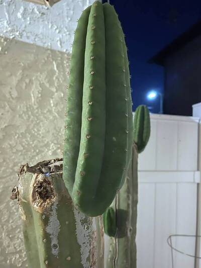 6c9da26cbdb7ea70.jpg Ayacucho Star - Trichocereus San Pedro cactus clone photo 1