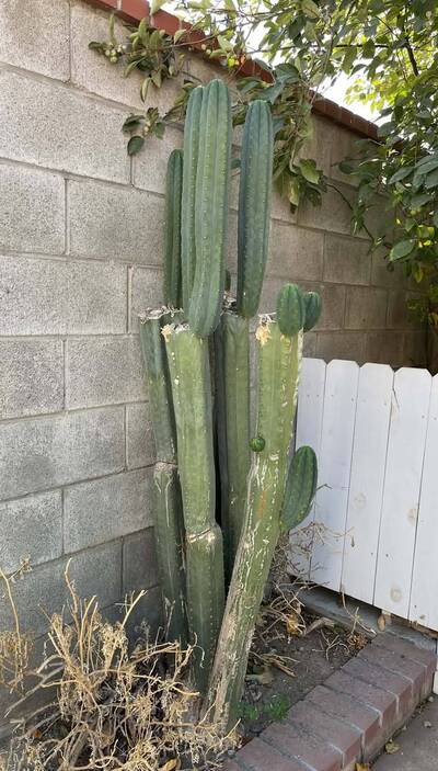 add4e137759db9b7.jpg Ayacucho Star - Trichocereus San Pedro cactus clone photo 2