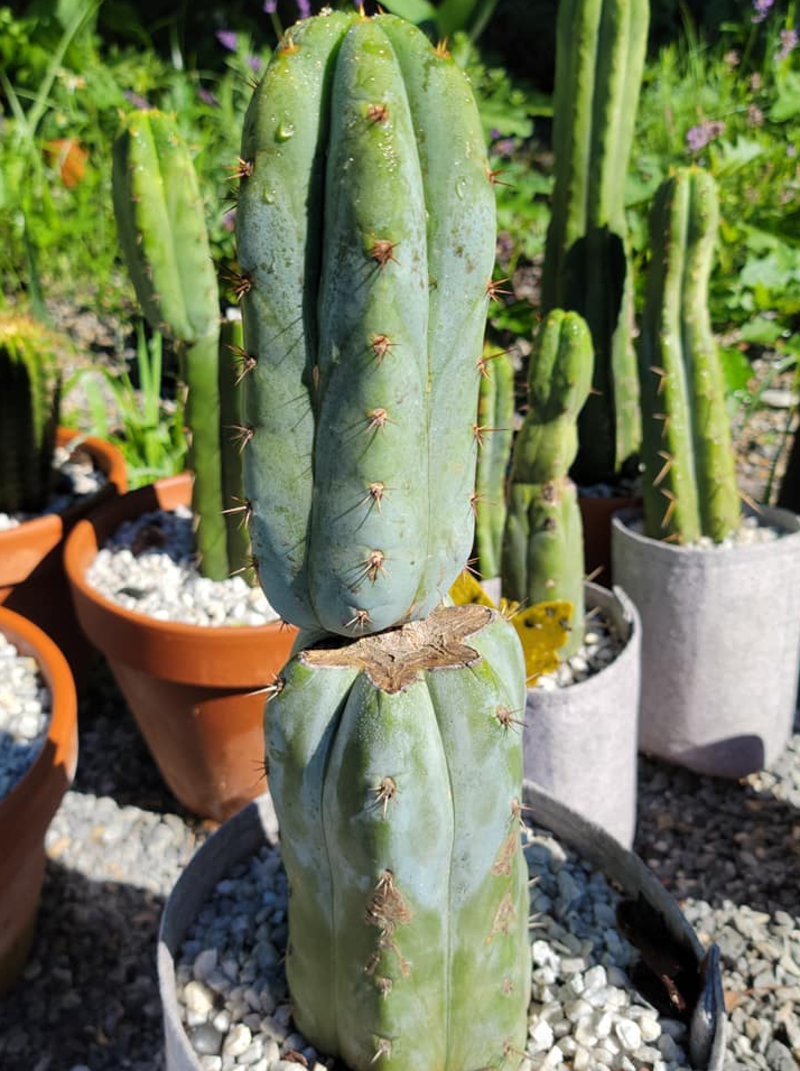 Baker's Huanucoensis - Trichocereus San Pedro cactus clone photo 1