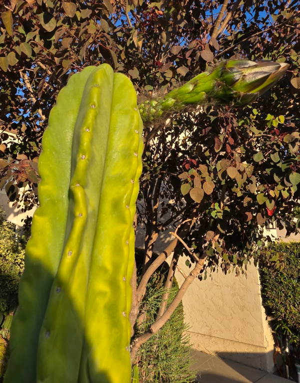 Base - Trichocereus San Pedro cactus clone photo 1