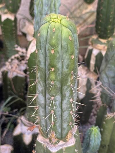 464e9f853d8b56a0.jpg Badassii - Trichocereus San Pedro cactus clone photo 2