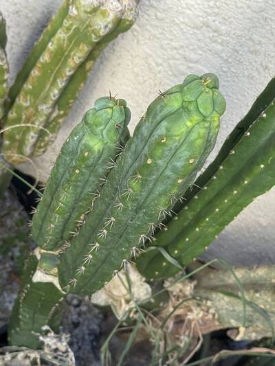 6ac007afce15ba4e.jpg Badassii - Trichocereus San Pedro cactus clone photo 4