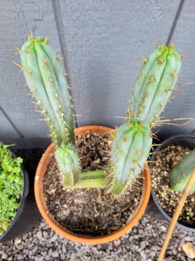 8dd7c1c9eb86a285.jpg Baker - Trichocereus San Pedro cactus clone photo 1