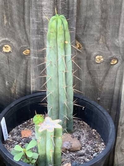 b2b29496ec5318ce.jpg Baker - Trichocereus San Pedro cactus clone photo 2