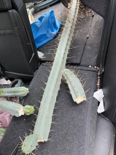 f35876f838804884.jpg Baker - Trichocereus San Pedro cactus clone photo 4