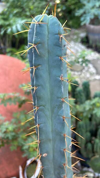 Bendigo bridgesii - Trichocereus San Pedro cactus clone photo 2