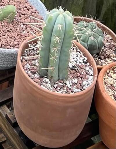 Bendigo bridgesii - Trichocereus San Pedro cactus clone photo 1