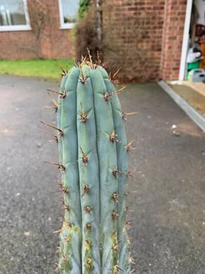 712663ffbd383c53.jpg BK08612.4 - Trichocereus San Pedro cactus clone photo 1