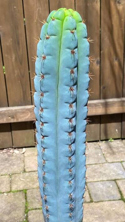 7201fb97f78112db.jpg BK08612.4 - Trichocereus San Pedro cactus clone photo 2