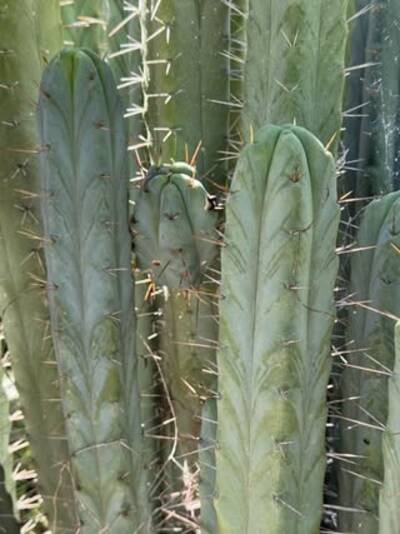 Blue Achuma - Trichocereus San Pedro cactus clone photo 1