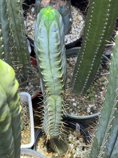 Blue Achuma - Trichocereus San Pedro cactus clone photo 2
