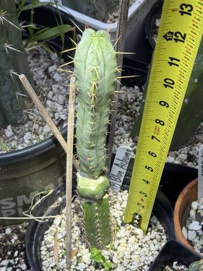 Blue Achuma - Trichocereus San Pedro cactus clone photo 3