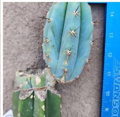 09c0ce3ee20e67a3.jpg Blue Buddha - Trichocereus San Pedro cactus clone photo 1