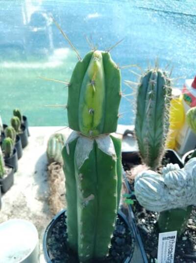 bridge kai - Trichocereus San Pedro cactus clone photo 2