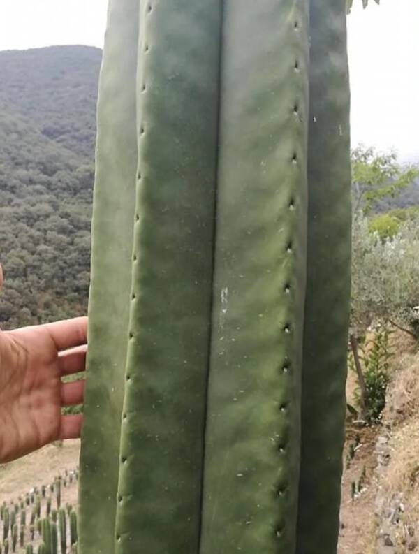 cactus-culture-1.jpg