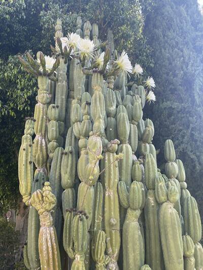 Cahuilla - Trichocereus San Pedro cactus clone photo 2