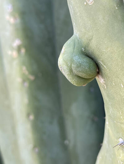 Cahuilla - Trichocereus San Pedro cactus clone photo 1