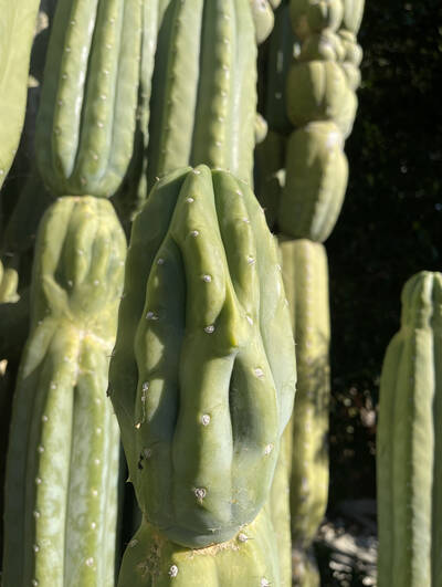 Cahuilla - Trichocereus San Pedro cactus clone photo 3