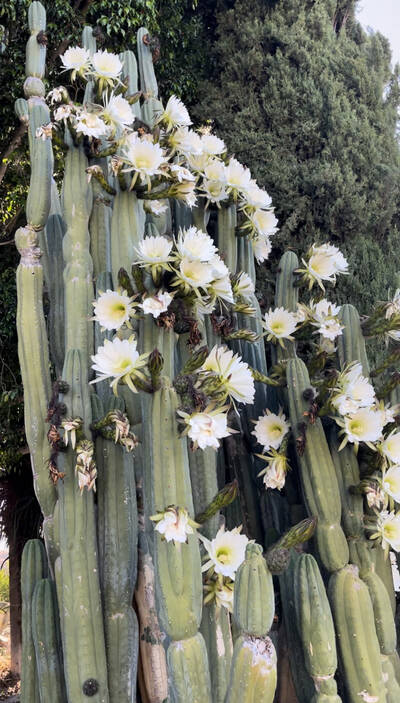 Cahuilla - Trichocereus San Pedro cactus clone photo 6