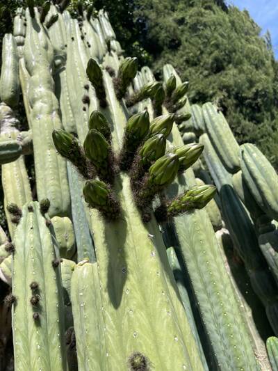 Cahuilla - Trichocereus San Pedro cactus clone photo 5