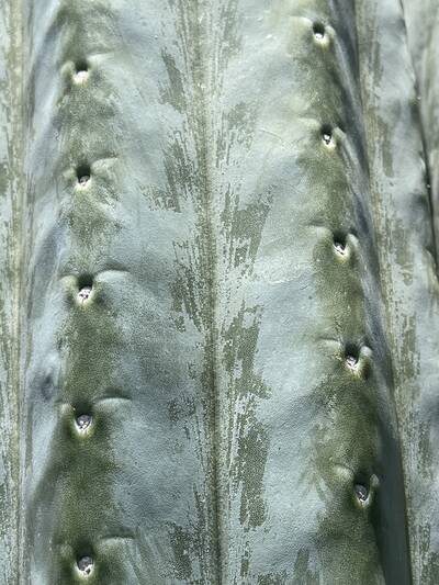 Cahuilla - Trichocereus San Pedro cactus clone photo 4