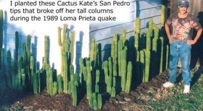 222e4c0cae5a0036.jpg Cactus Kate’s San Pedro - Trichocereus San Pedro cactus clone photo 1