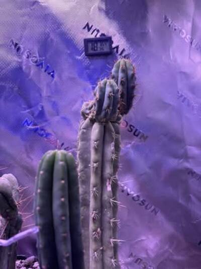 98d0d8473a14269d.jpg Cactus Kate’s San Pedro - Trichocereus San Pedro cactus clone photo 2