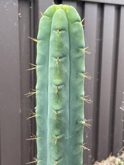 26ede16e2affbf7f.jpg California Blue - Trichocereus San Pedro cactus clone photo 2