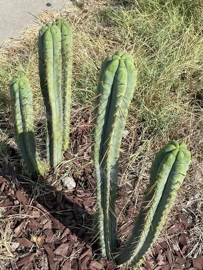 4c892ab929a93638.jpg California Blue - Trichocereus San Pedro cactus clone photo 3