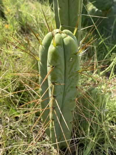 57b8c7093106a326.jpg California Blue - Trichocereus San Pedro cactus clone photo 4