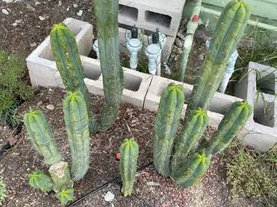 9a3c5e4a750c6f4a.jpg California Blue - Trichocereus San Pedro cactus clone photo 7
