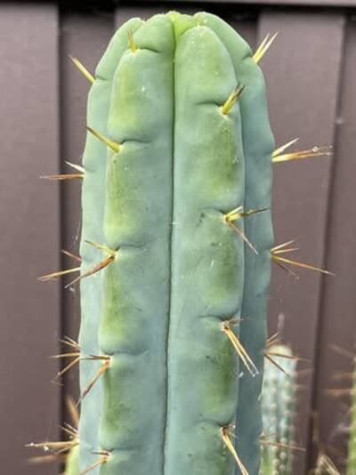 af4e684b7a1c8adc.jpg California Blue - Trichocereus San Pedro cactus clone photo 11