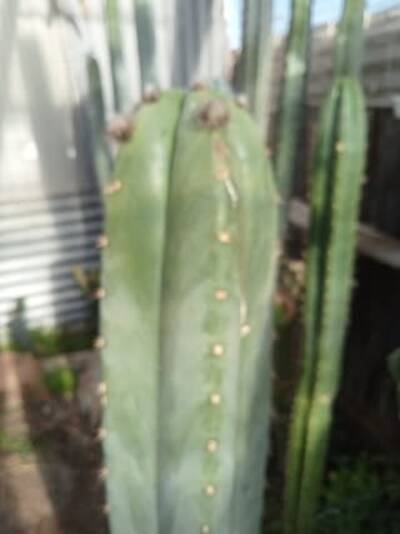 02dece01c78fa52e.jpg Chan Chan - Trichocereus San Pedro cactus clone photo 1