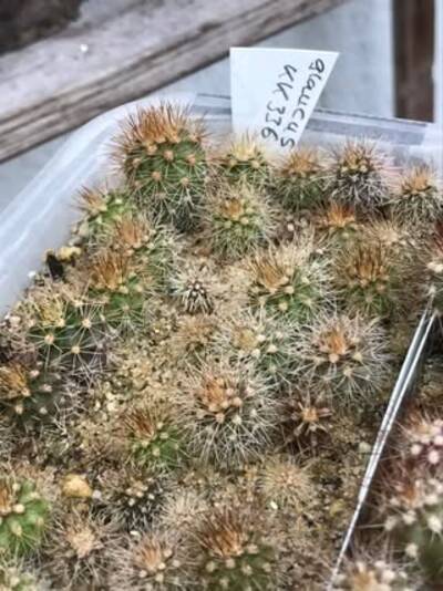 39d11346380eade1.jpg Chan Chan - Trichocereus San Pedro cactus clone photo 3