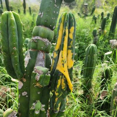 48b2e6b71001f198.jpg China Gold - Trichocereus San Pedro cactus clone photo 1