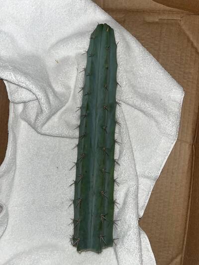 1698c3497609ba7d.jpg Cohuete azul - Trichocereus San Pedro cactus clone photo 1