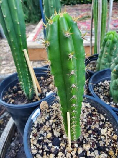81c80178eca8e8df.jpg Coyote - Trichocereus San Pedro cactus clone photo 4