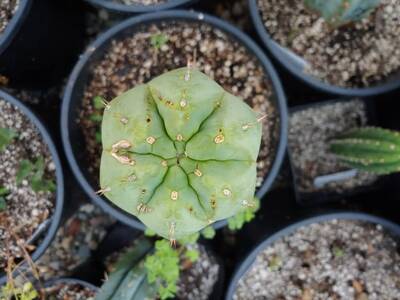 13c29a021018a1f8.jpg Chemical Shamans Dick (CSD) - Trichocereus San Pedro cactus clone photo 3