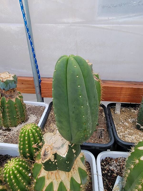 Darth Vader SCOP - Trichocereus San Pedro cactus clone photo 3