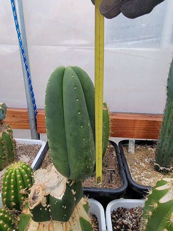 Darth Vader SCOP - Trichocereus San Pedro cactus clone photo 2
