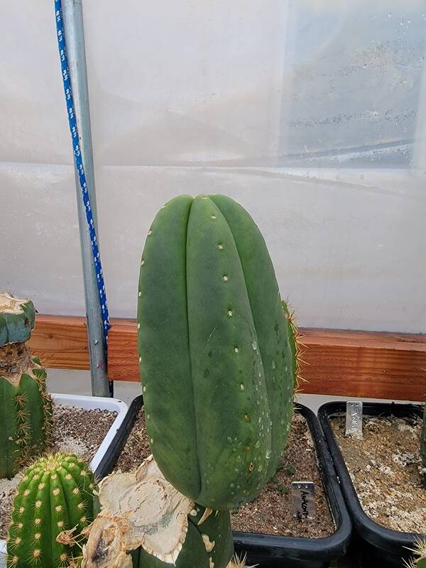 Darth Vader SCOP - Trichocereus San Pedro cactus clone photo 4