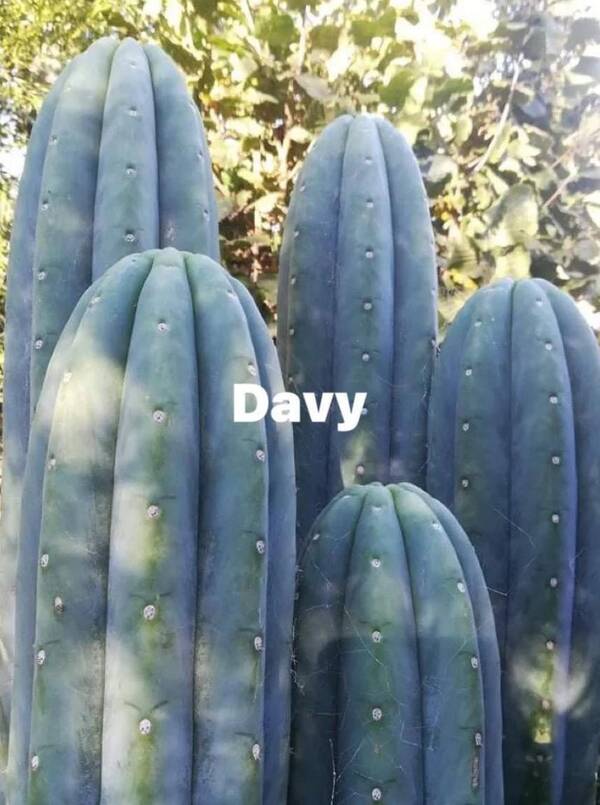 davy-1.jpg