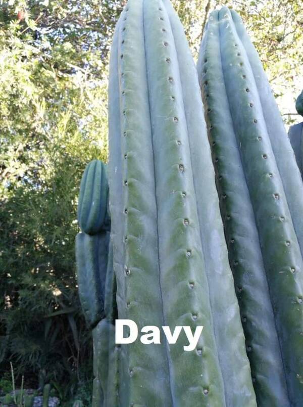 davy-2.jpg