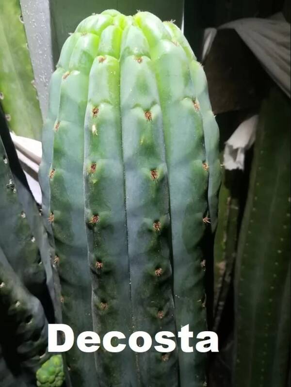 decosta-2.jpg