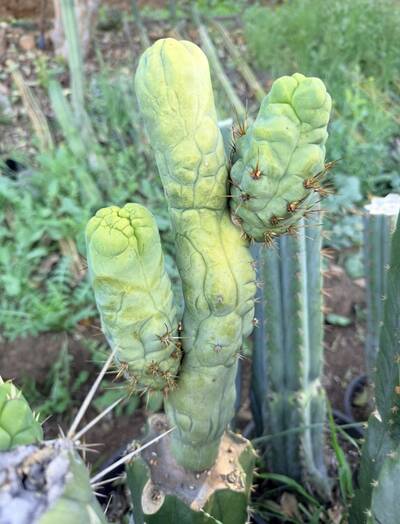 DAVES DRAGON DICK - Trichocereus San Pedro cactus clone photo 1