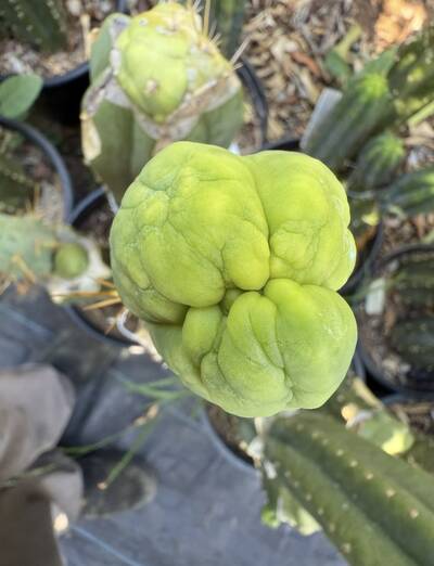 DAVES DRAGON DICK - Trichocereus San Pedro cactus clone photo 2