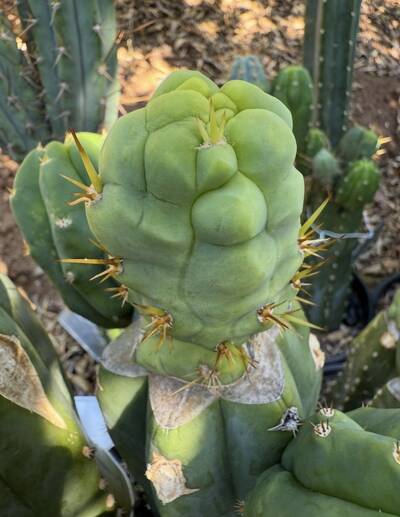 DAVES DRAGON DICK - Trichocereus San Pedro cactus clone photo 3